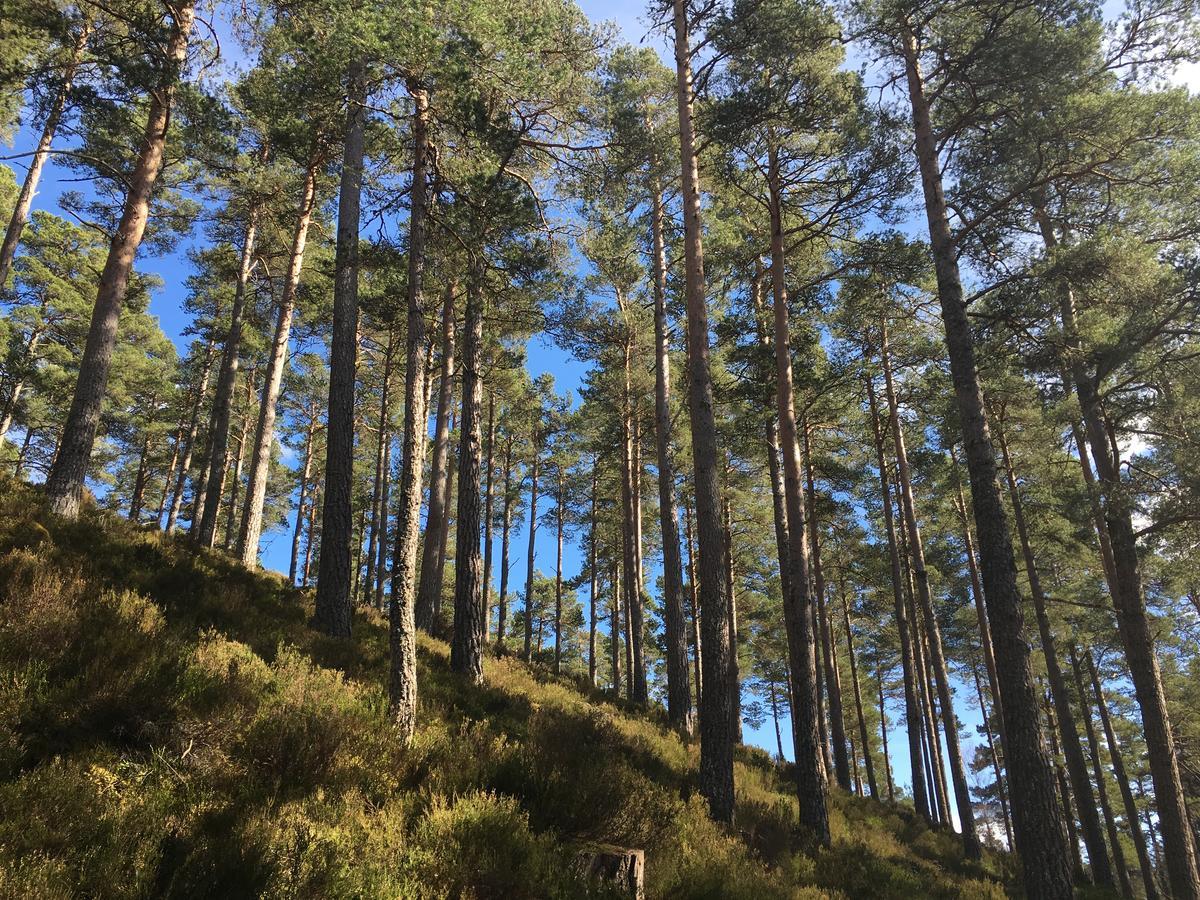 Firhall Highland B&B Grantown-on-Spey Екстер'єр фото